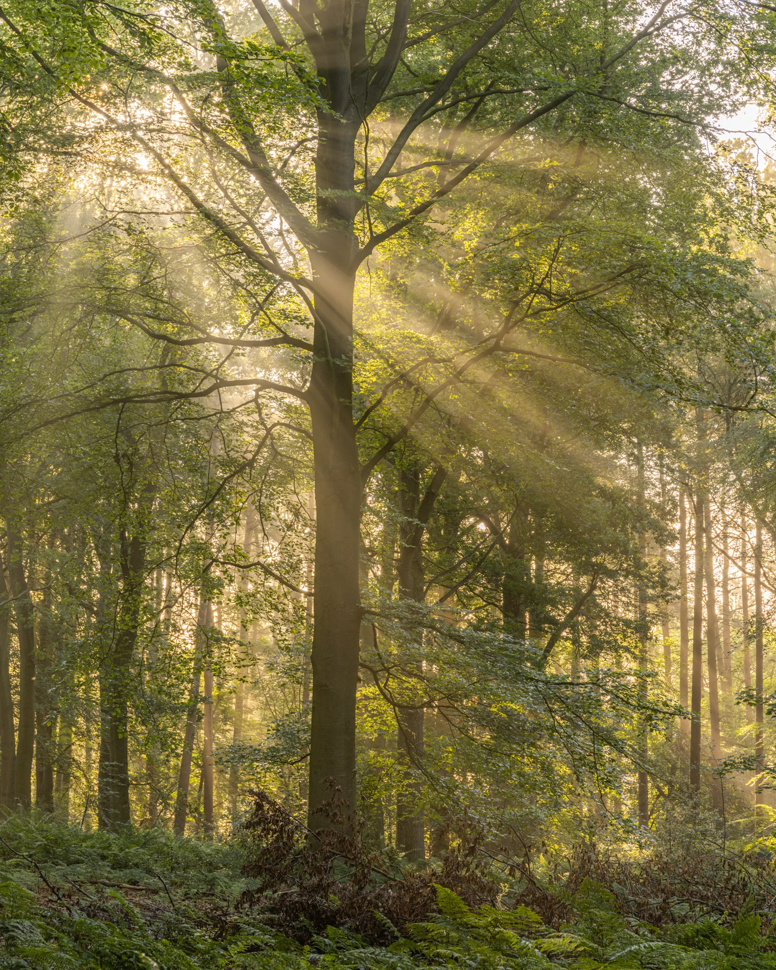 Sunbeams streaming through a beech tree in misty woodland at sunrise with ferns below