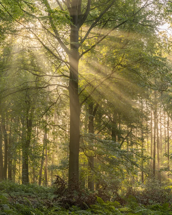 Sunbeams streaming through a beech tree in misty woodland at sunrise with ferns below