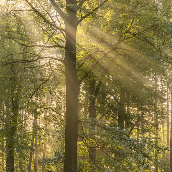 Woodland Mists