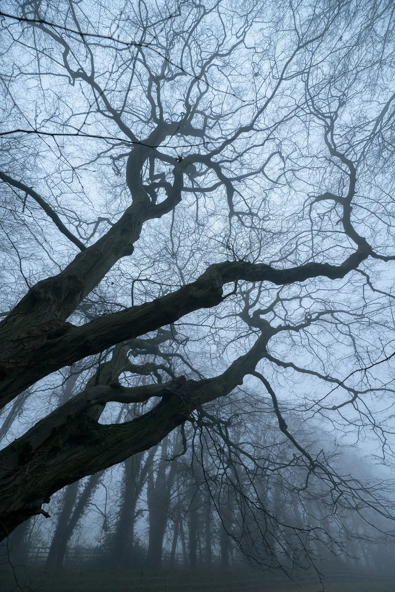 Bare twisted branches of an ancient tree reaching into thick fog in misty winter woodland
