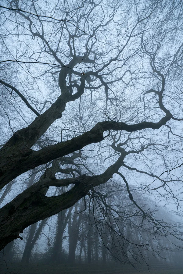 Bare twisted branches of an ancient tree reaching into thick fog in misty winter woodland