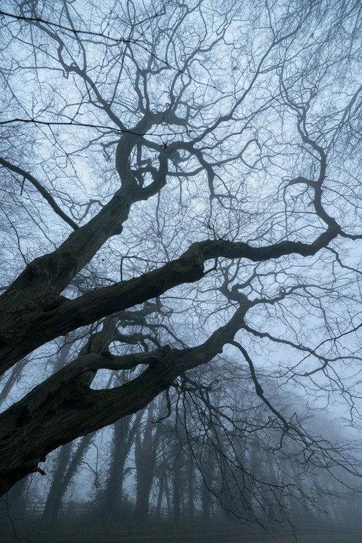  a large tree in a forest