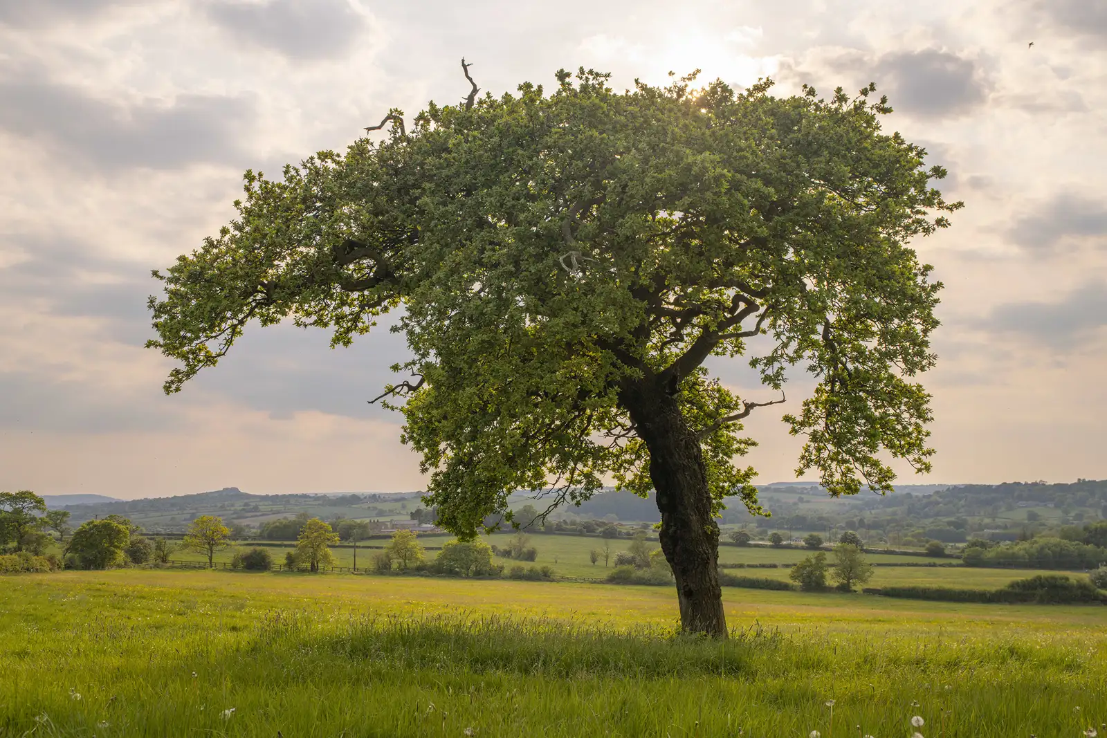 Lonely tree with a dense, leafy canopy standing in the middle of a lush green field. The sun peeks through the branches, casting a warm glow. Rolling hills and scattered trees are visible in the background under a cloudy sky.
