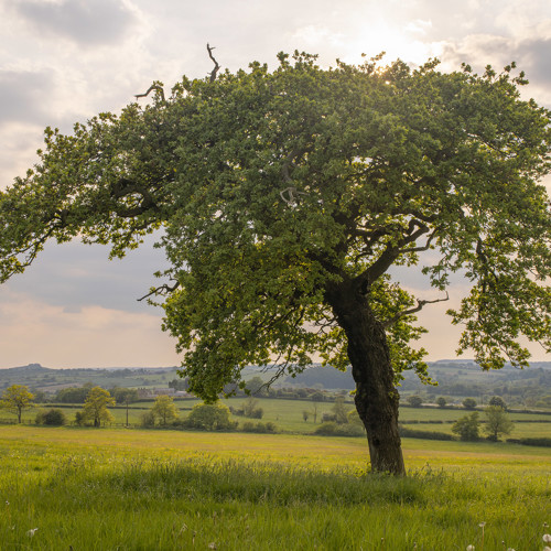 South Harrogate views: 