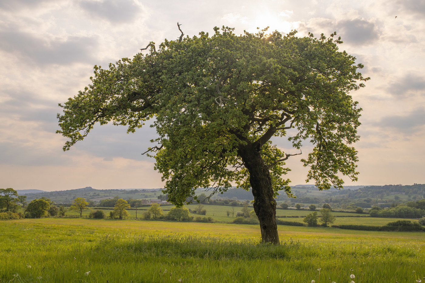  a large tree in a grassy field