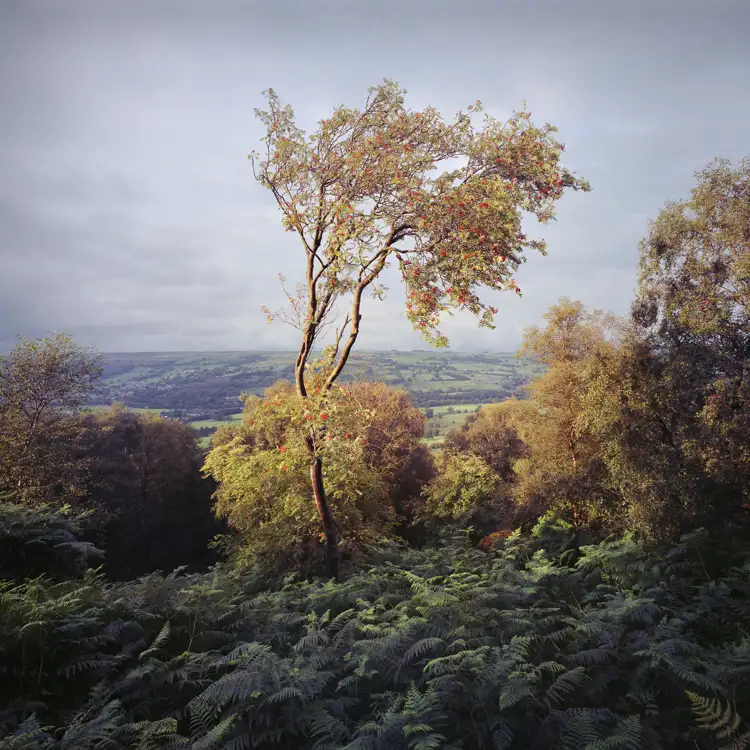 Tree Summer Daylight