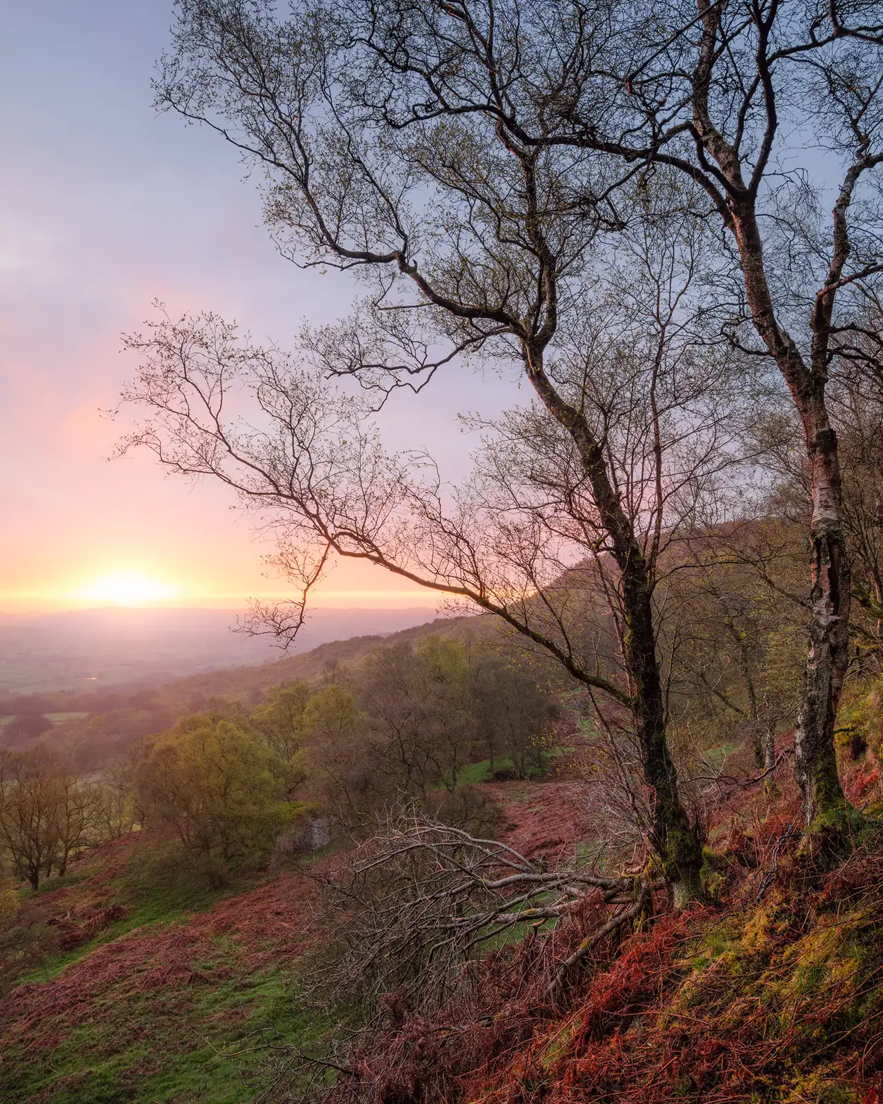 Bare birch trees with delicate branches in the foreground are silhouetted against a vibrant sunset. The sun sets on the horizon, casting a warm pink and orange glow over rolling hills and a lush valley covered in greenery and russet ferns. The scene conveys a tranquil, natural landscape at dusk.