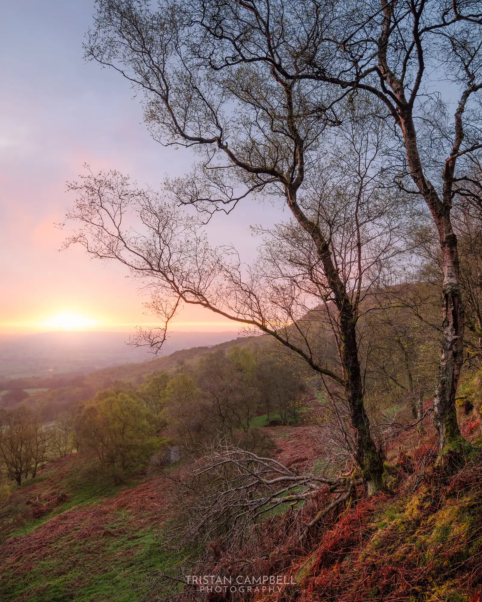 Bare birch trees with delicate branches in the foreground are silhouetted against a vibrant sunset. The sun sets on the horizon, casting a warm pink and orange glow over rolling hills and a lush valley covered in greenery and russet ferns. The scene conveys a tranquil, natural landscape at dusk.