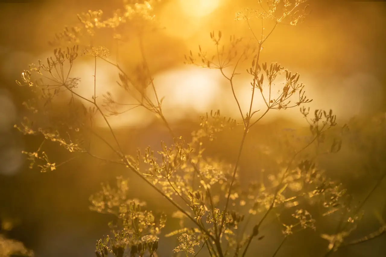 Delicate wildflowers are silhouetted against a glowing, golden background created by the setting sun. Light filters through the thin, intricate stems and leaves, casting a warm hue over the entire scene.