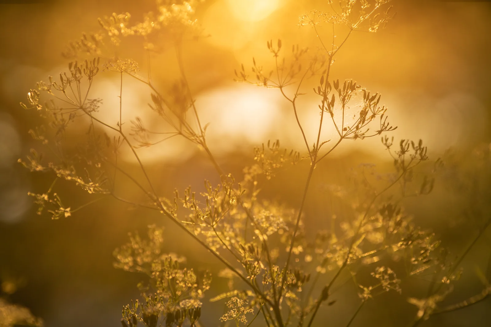Delicate cow parsley seed heads silhouetted against a glowing golden sunset in a summer meadow.