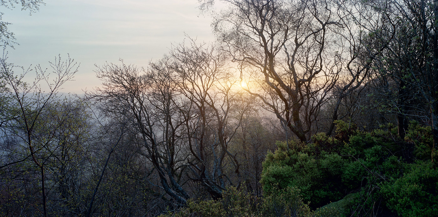 a tree in a forest