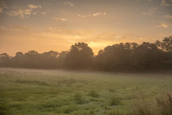 Mist rising over a meadow at sunrise with a tree line silhouetted against a golden summer sky