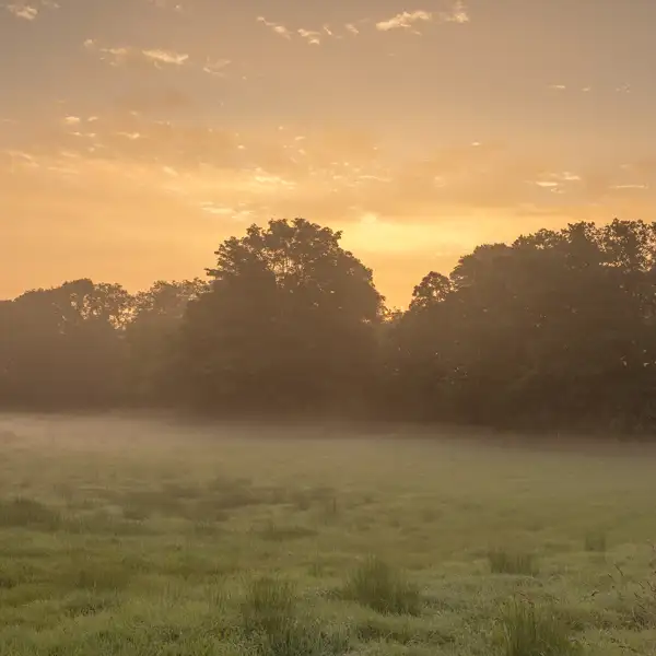 Crimple Valley Misty Summer Morning
