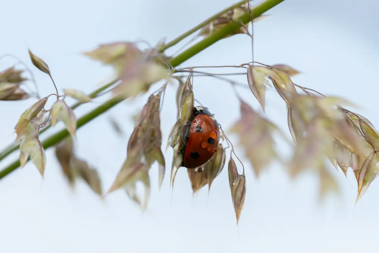 Ladybird with water droplets on its back clings to a slender, green stem surrounded by brownish, delicate seed pods, against a soft blue background.