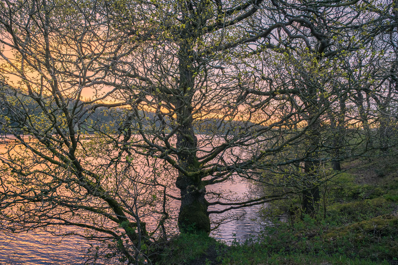 A large tree with thin branches and sparse young leaves stands by a tranquil lake, illuminated by the soft, colourful hues of a sunset. The sky transitions from warm orange near the horizon to a subtle pink higher up. The ground beneath the tree is covered with green foliage.