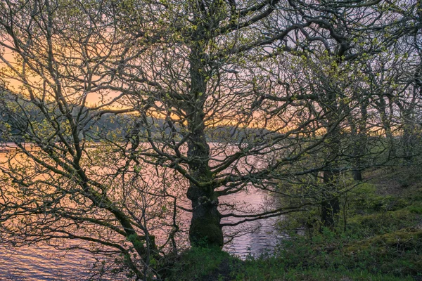 A large tree with thin branches and sparse young leaves stands by a tranquil lake, illuminated by the soft, colourful hues of a sunset. The sky transitions from warm orange near the horizon to a subtle pink higher up. The ground beneath the tree is covered with green foliage.