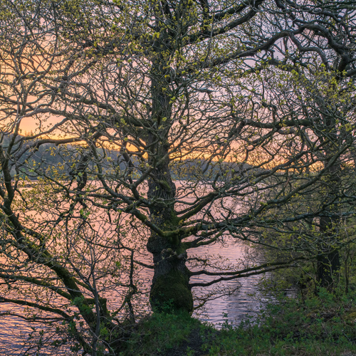 Golden Spring Dawn