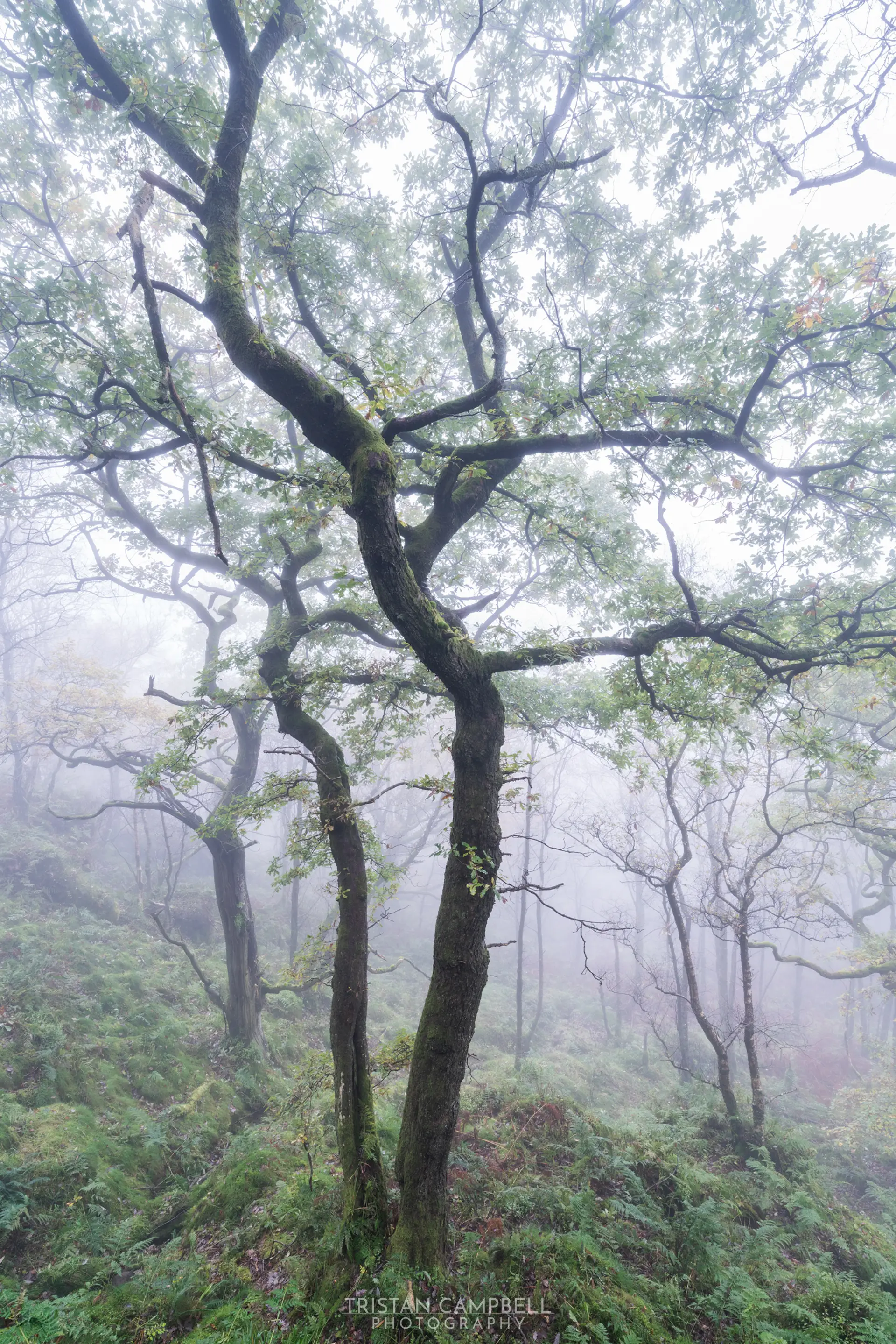 Tall trees with twisting branches stand on a misty hillside covered in lush green ferns. The fog creates a soft, ethereal atmosphere, diffusing the light and partially obscuring the background.