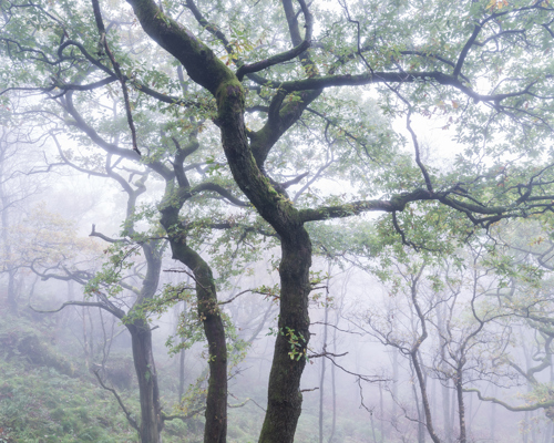 A Journey Through Ancient Woodland: A gnarled tree with moss-covered branches stands prominently amidst a foggy, verdant forest, its leaves lightly diffusing the soft, ethereal light. Gentle gradients of green and the mist's white shroud give the scene an enchanting, almost mystical quality. a group of trees with white flowers