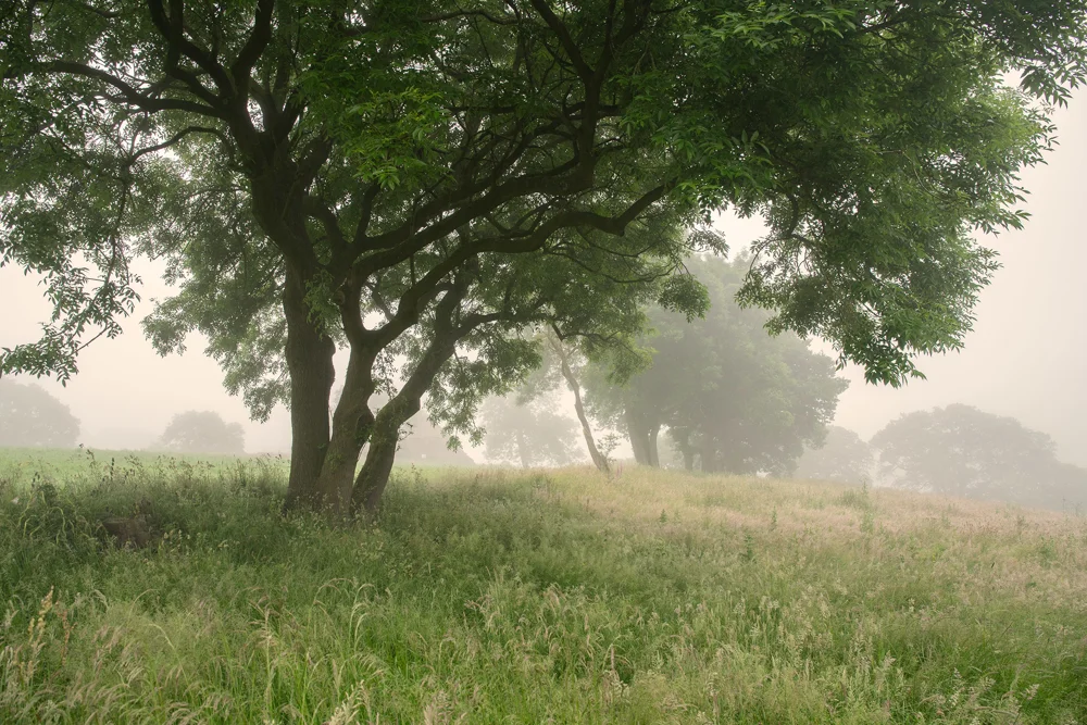 Ash tree in misty meadow of long summer grasses at dawn, woodland fading into fog beyond