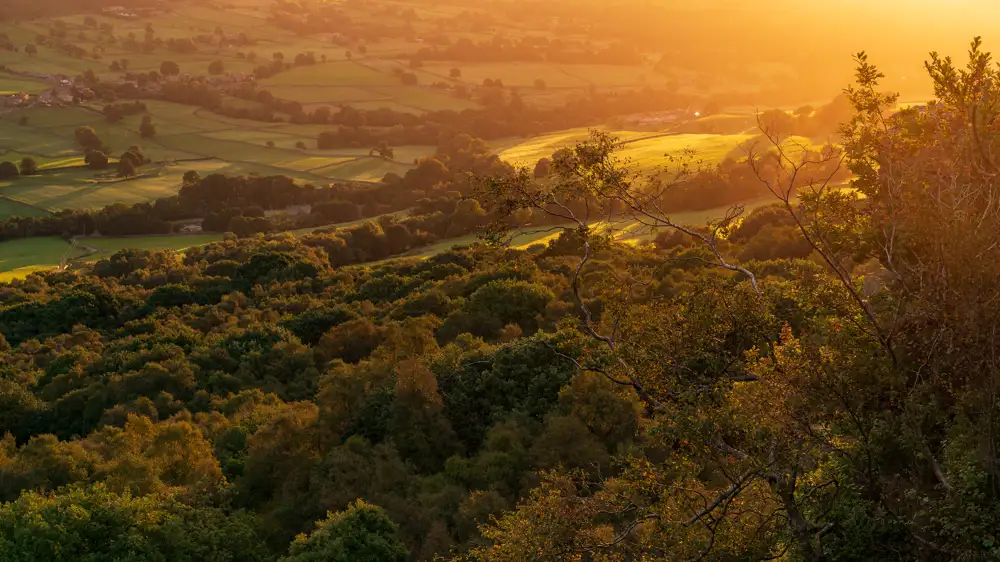 Sunlit landscape with rolling fields and patches of lush green trees under an orange-hued sky. The foreground features dense foliage, while the background showcases a patchwork of pastures and scattered trees, all bathed in the warm glow of sunset.