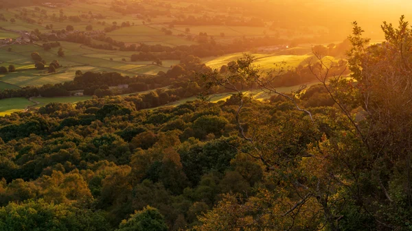 Patchwork of fields and woodland in a rolling valley bathed in golden sunset light, with a tree branch in the foreground.
