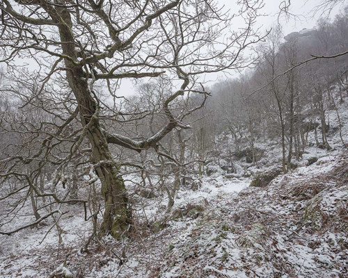 A Journey Through Ancient Woodland:  