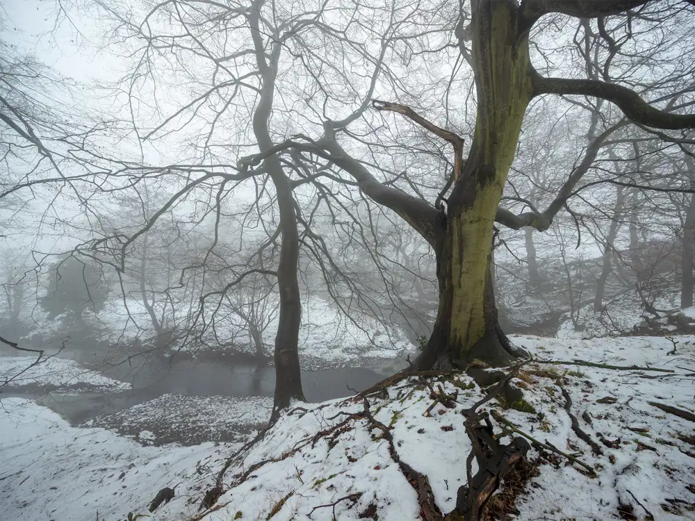 A large tree with bare branches stands prominently in a snowy landscape. The ground is covered with patches of snow and scattered leaves. A small, still stream runs through the background. The scene is enveloped in a thick fog, creating a tranquil and mysterious atmosphere.