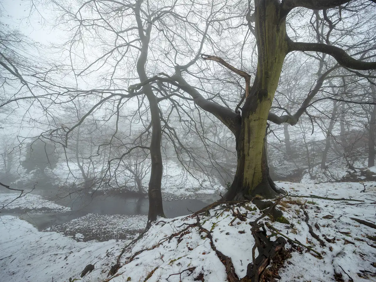 A large tree with bare branches stands prominently in a snowy landscape. The ground is covered with patches of snow and scattered leaves. A small, still stream runs through the background. The scene is enveloped in a thick fog, creating a tranquil and mysterious atmosphere.