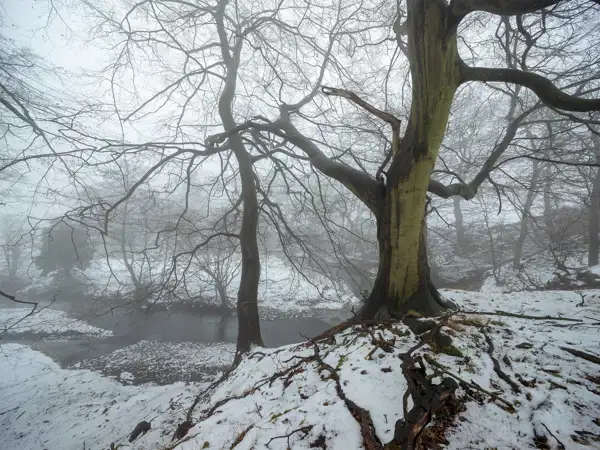 A large tree with bare branches stands prominently in a snowy landscape. The ground is covered with patches of snow and scattered leaves. A small, still stream runs through the background. The scene is enveloped in a thick fog, creating a tranquil and mysterious atmosphere.