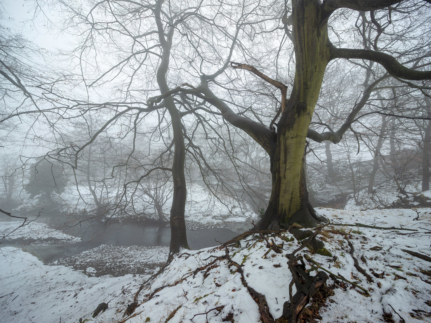  a tree covered in snow