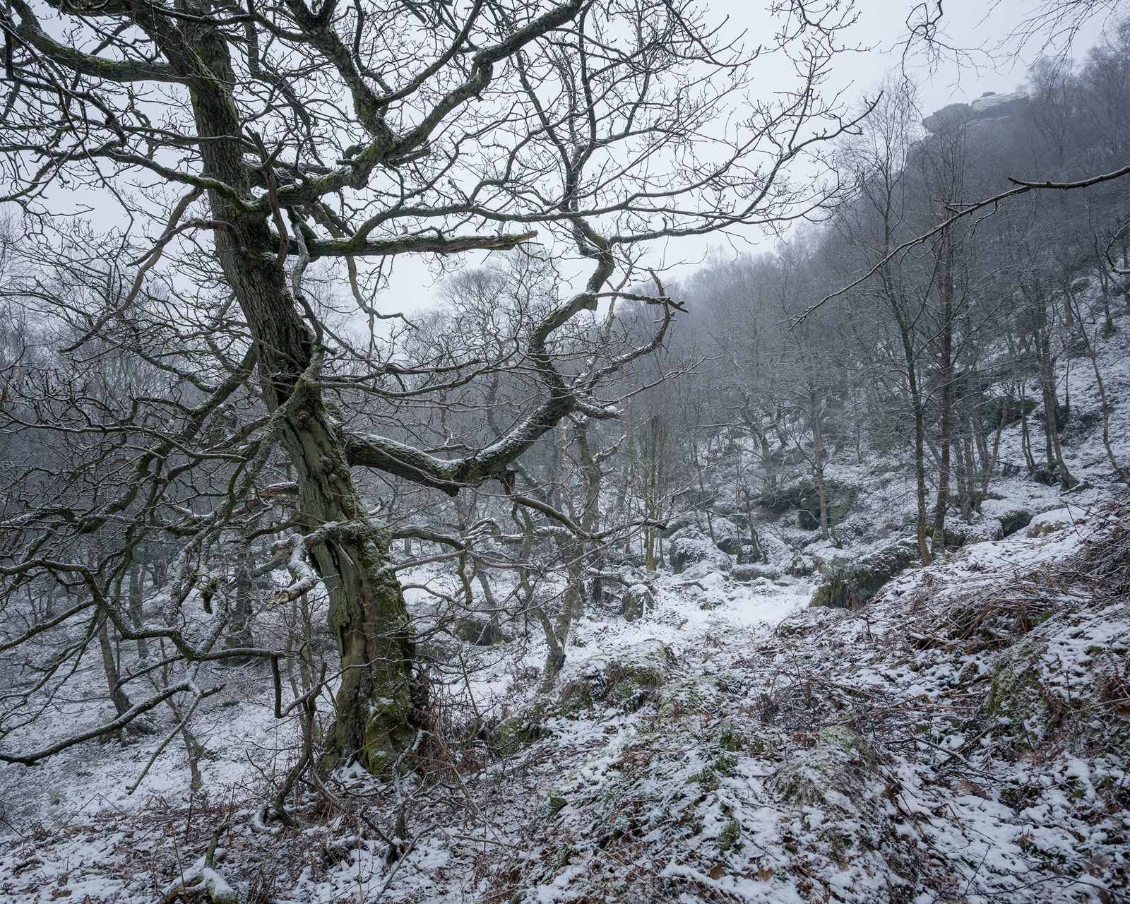 A winter woodland scene with a gnarled tree in the foreground, its branches twisting against a backdrop of leafless trees on a snow-covered hillside. The ground is lightly dusted with snow, with rocky outcrops and patches of brown foliage visible. The sky is overcast, adding a misty atmosphere to the landscape.