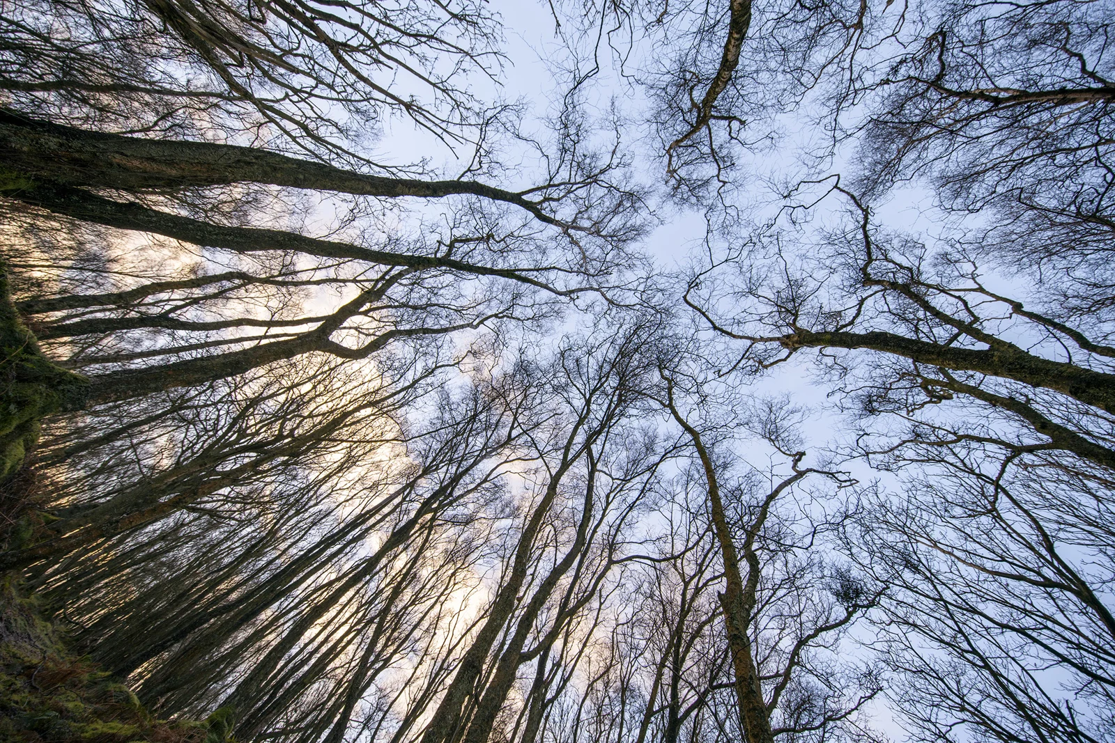 Bare tree canopy converging skyward in winter woodland at dusk, viewed looking straight up