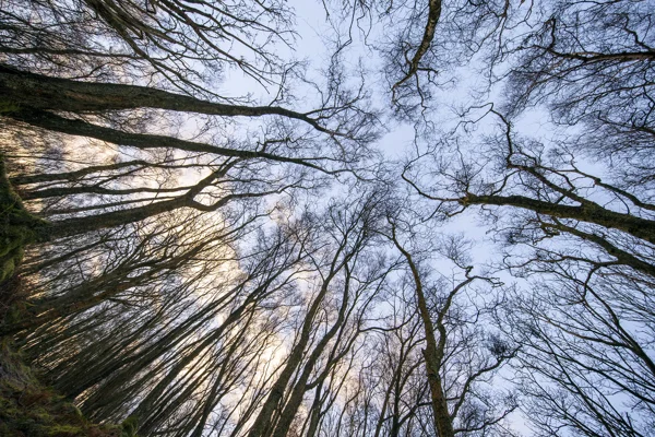 Bare tree canopy converging skyward in winter woodland at dusk, viewed looking straight up