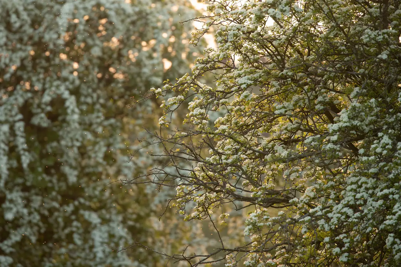 Sunlit branches of a tree densely covered with white blossoms, alongside another similar tree in the background. Tiny particles, possibly pollen, float in the golden light, creating a soft and warm atmosphere.