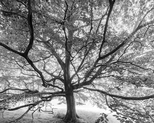 A Journey Through Ancient Woodland:  