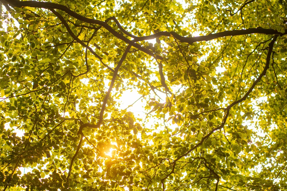Sunlight bursting through a green beech canopy viewed from below in summer woodland