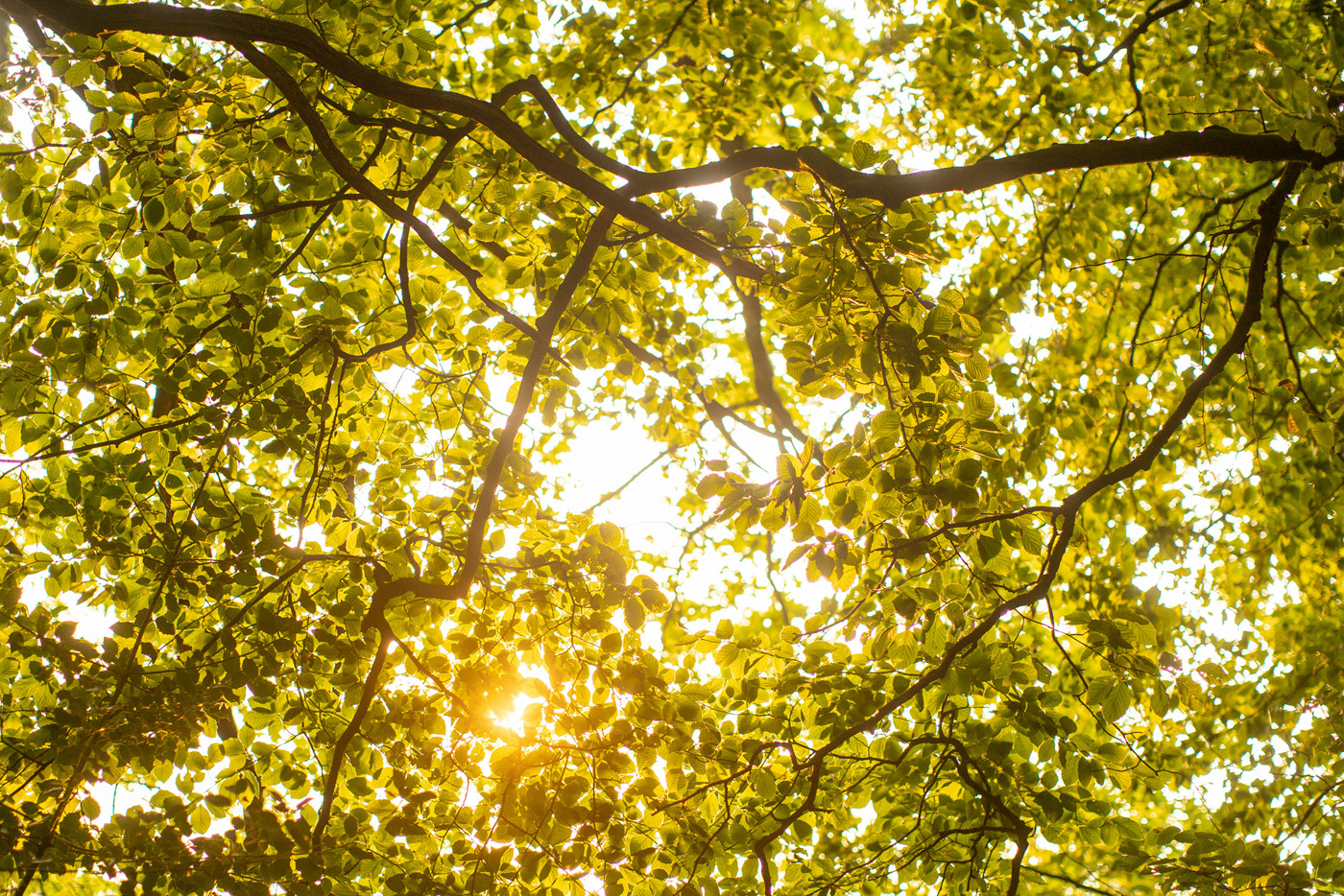  a close up of a tree