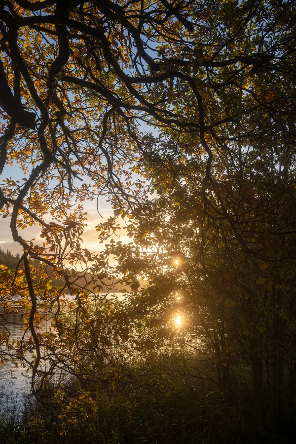 Sun setting through autumn oak branches over a calm lakeside, golden light reflecting on the water