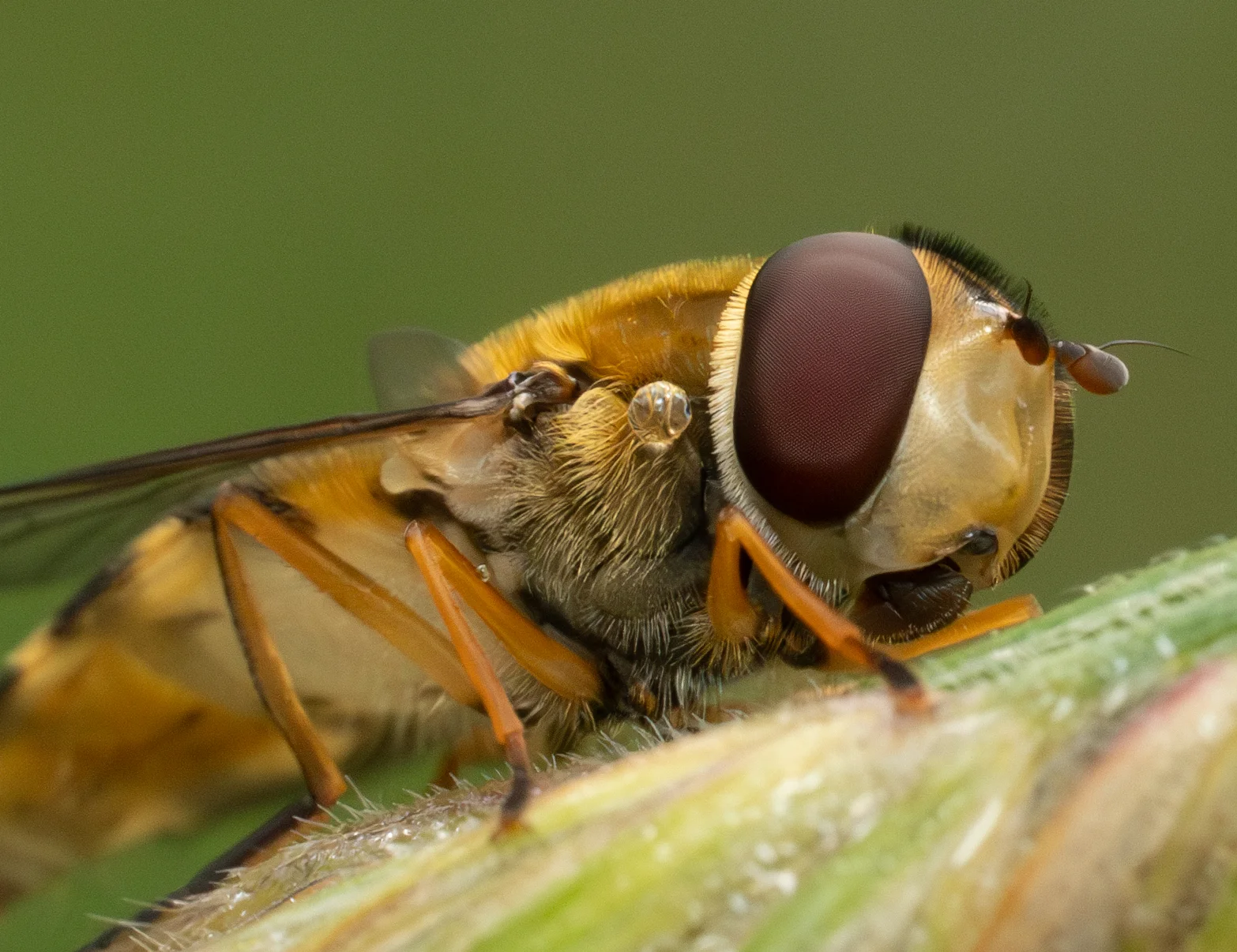 Hoverfly close-up on a green stem, showing reddish-brown compound eye and golden hairs in soft daylight.
