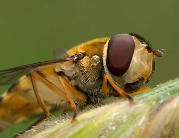 Hoverfly close-up on a green stem, showing reddish-brown compound eye and golden hairs in soft daylight.