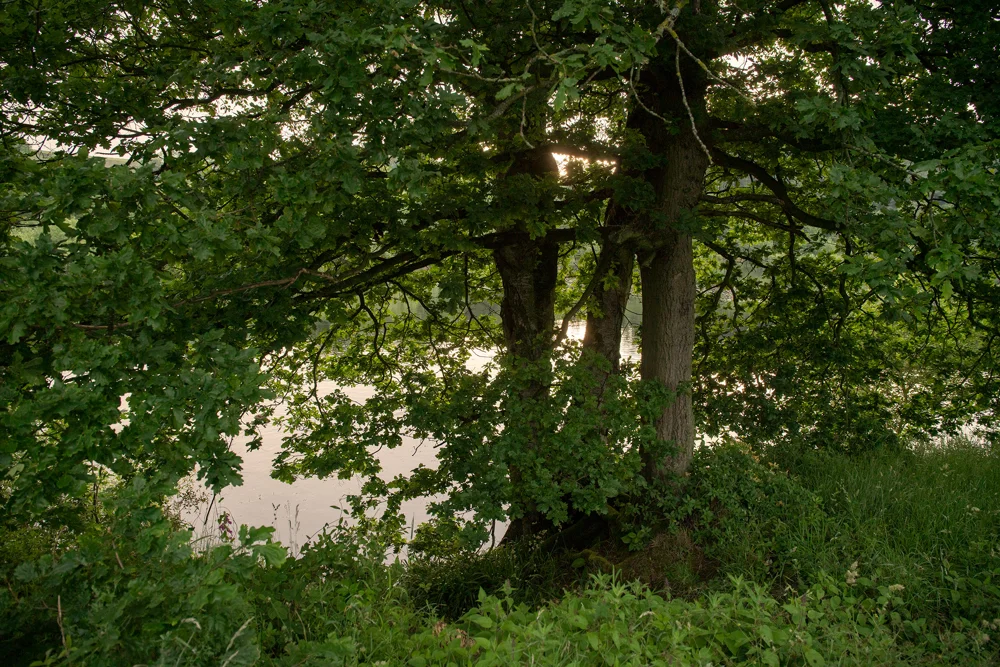 Mature oak tree on a riverbank, its lush green canopy framing soft sunset light reflected on calm water in summer.