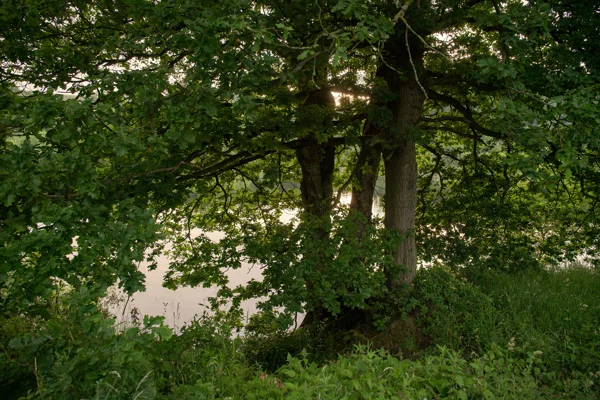 Mature oak tree on a riverbank, its lush green canopy framing soft sunset light reflected on calm water in summer.