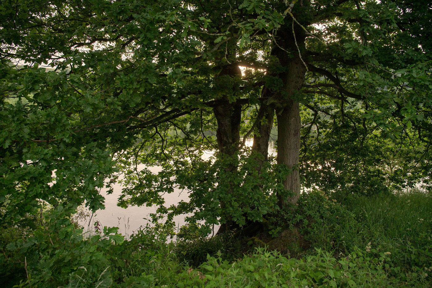  a tree in a forest