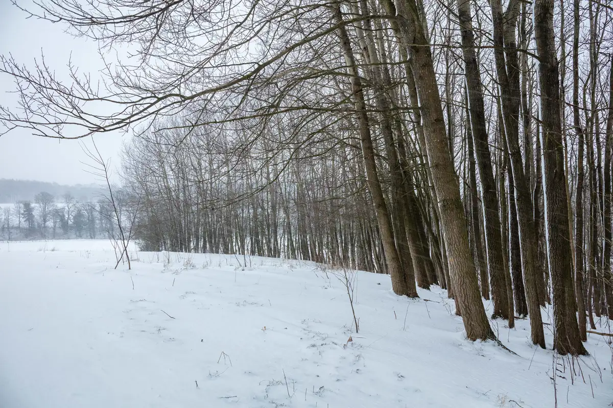 Leafless trees stand closely together on a snow-covered landscape. The ground is blanketed in white, with sparse vegetation poking through the snow. A soft, grey sky creates a subdued, wintry atmosphere. In the distance, more trees are visible, adding depth to the scene.