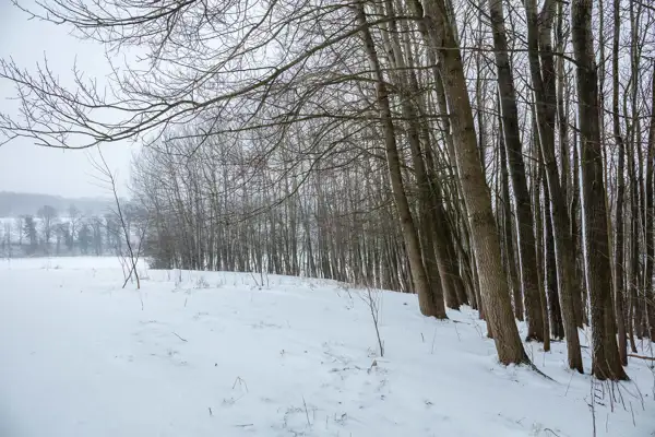 Leafless trees stand closely together on a snow-covered landscape. The ground is blanketed in white, with sparse vegetation poking through the snow. A soft, grey sky creates a subdued, wintry atmosphere. In the distance, more trees are visible, adding depth to the scene.