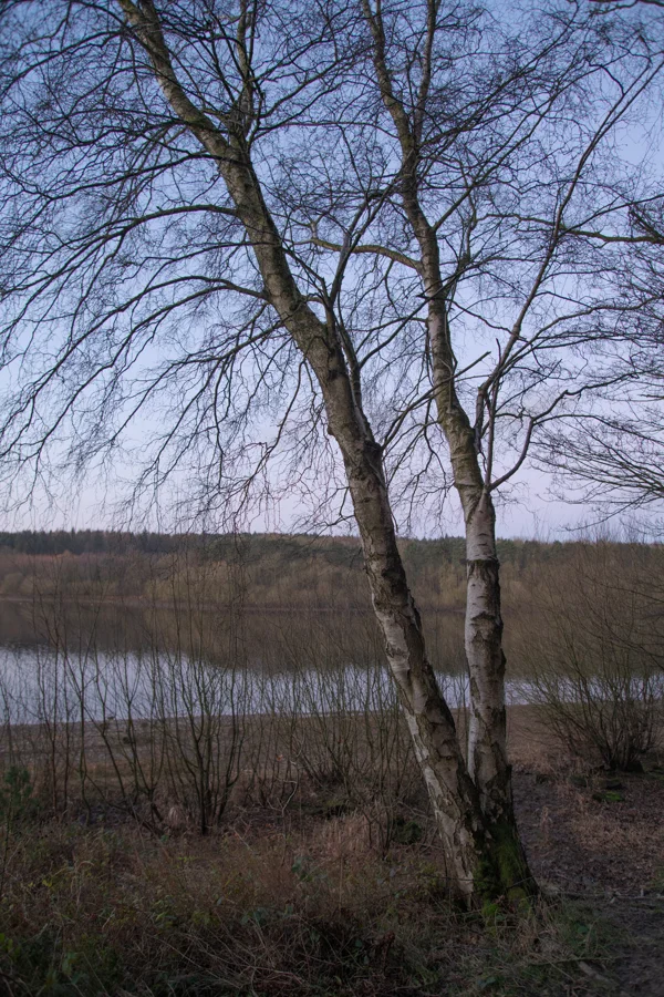 Bare silver birch beside a still lake at dusk, with wooded shoreline and winter undergrowth