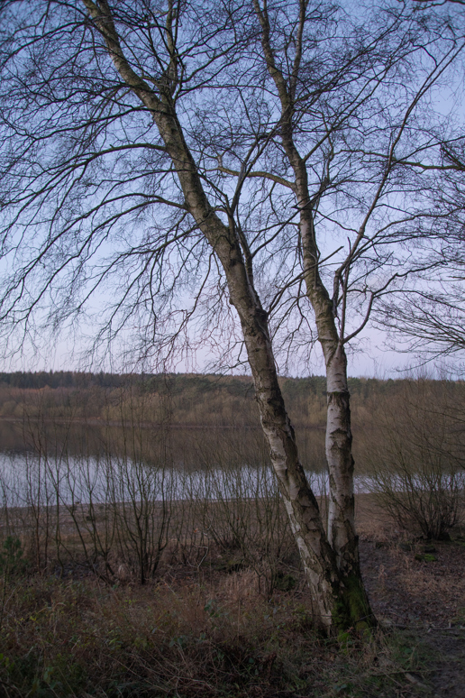  a large tree in a field