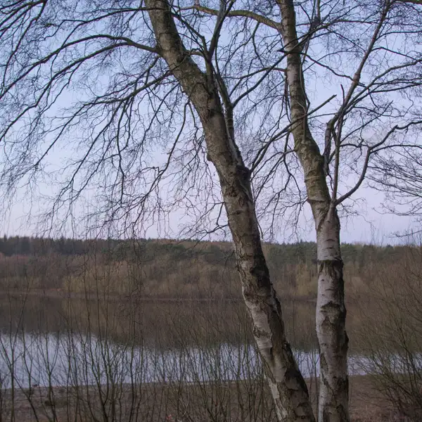 Woodland Oak Trees