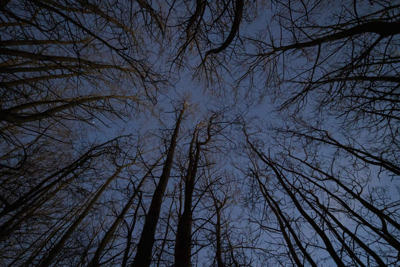 Astrophotography with Canon 11-24mm f/4 L lens a group of trees